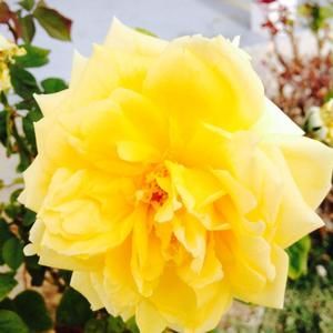 Meet your Posher, Jocelyn